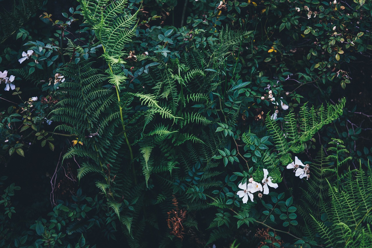 Understanding the Connection Between Eco-Friendly Gardening and Wildlife Conservation